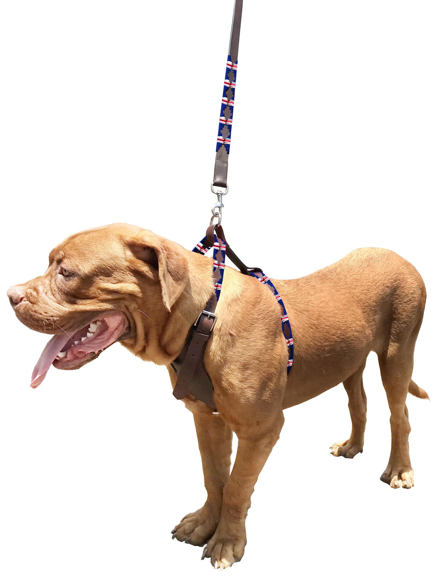 TINOGASTA - Polo Dog Harness & Lead Set-0